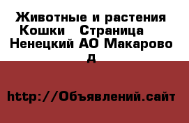 Животные и растения Кошки - Страница 4 . Ненецкий АО,Макарово д.